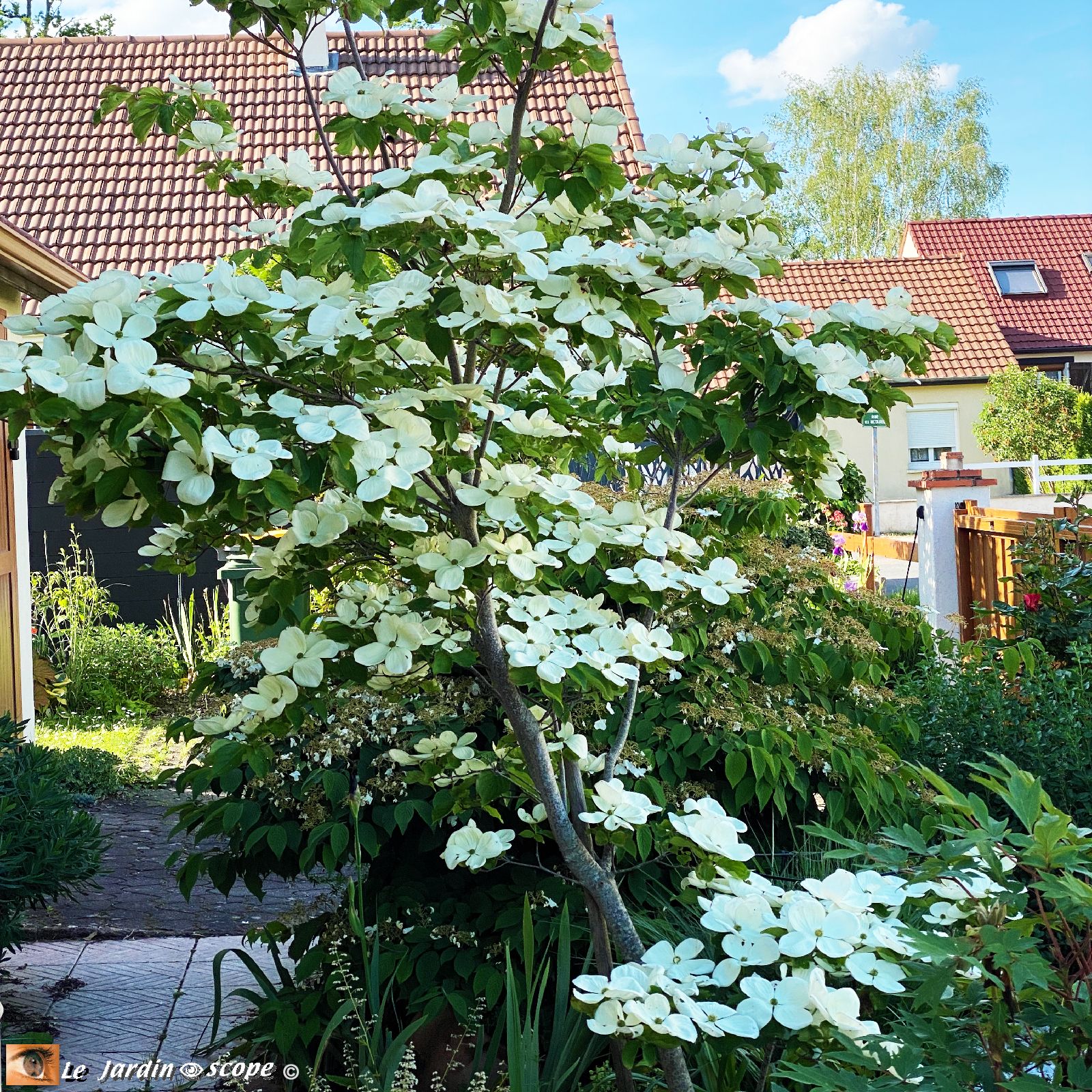 Cornus Kousa Venus