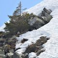 Rencontre en hauts lieux avec les lagopèdes