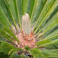 Cycas du Japon (Cycas revoluta)