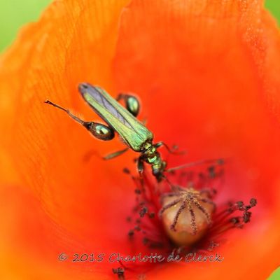Observation de la faune et de la flore sur une exploitattion agroforestière