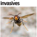 Espèces invasives