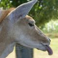Langue de gazelle