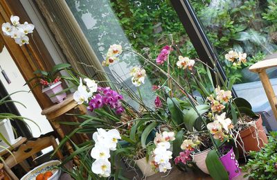 Orchidées encore et toujours