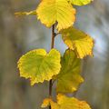 Feuilles en automne