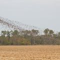 Envol de Palombes 