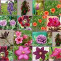 Evolution des fleurs au jardin !