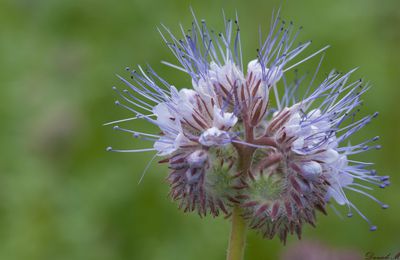 Encore quelques petites fleurs