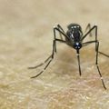 Virus Zika : Espagne : un premier cas de microcéphalie