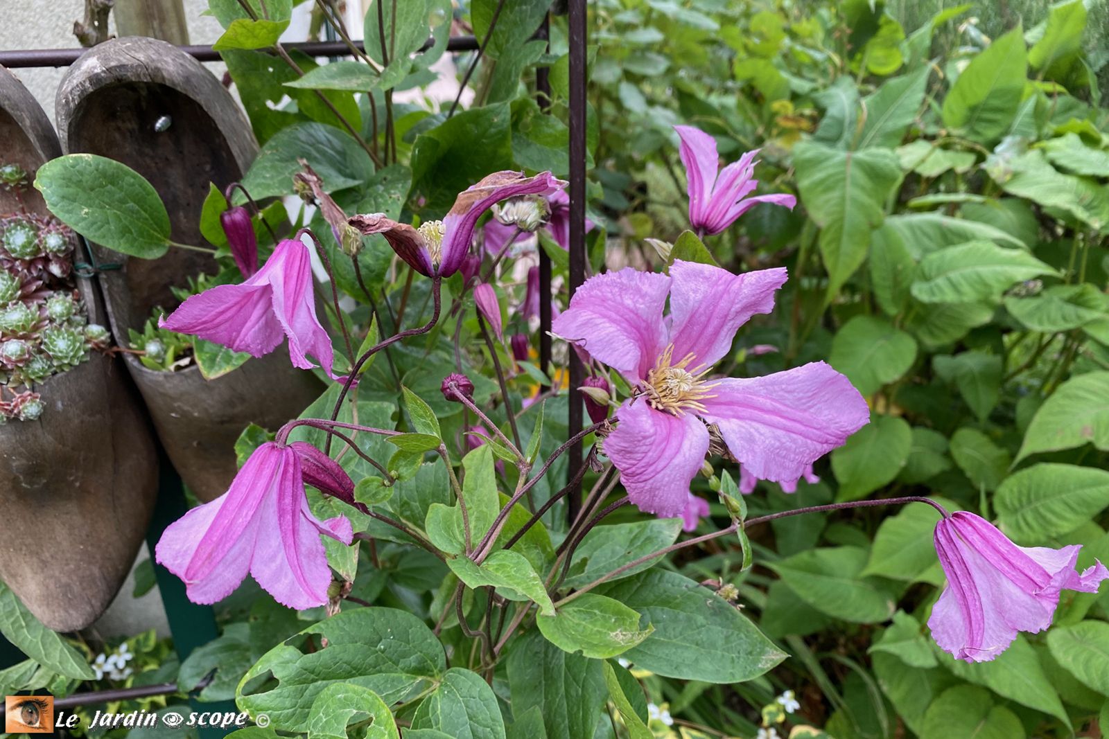 Clematis integrifolia Alionushka