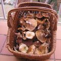 C le temps des champignons "sanguins"