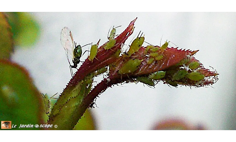 Mars-Avril, les premiers pucerons arrivent sur les rosiers...