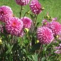 La saison des dahlias