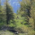 Chamois et bouquetins dans le Vercors