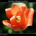 La Tulipe, l'Araignée et la Rosée