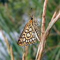 Heteropterus morpheus (Pallas, 1771)