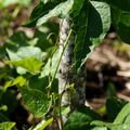 Visite des Jardins du Lachat