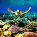 The great barriere reef