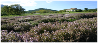 Journée aromatique Vendredi 10h-16h* (*assurée à