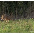 Lièvre commun - lepus capensis