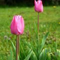 Tulipes