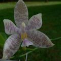 Floraisons du jour - Phalaenopsis arlington