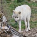 Zoo de Beauval 