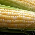 OGM : grève de la faim et autres actes citoyens dérisoires