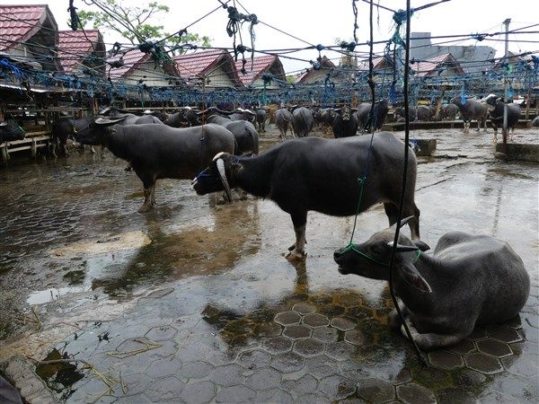 Voyage en Sulawesi - visite des marchés alimentaires et à bestiaux de Rantepao