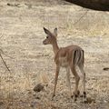 Antilope de Grant : Afrique de l'Est