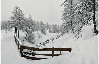 Embrun, Fleurs de neige