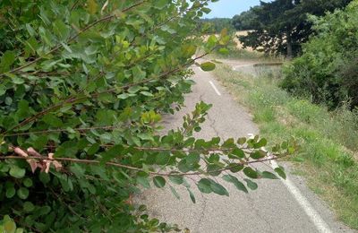 ALERTE SECURITE ........UNE PISTE CYCLABLE PLUTÖT DANGEREUSE !