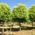 🌳 Ligustrum Par Paysagiste Pays Basque Paysagiste Landes