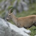 Etagne - capra ibex