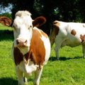 Impôts : les familles, « vaches à lait » de l’Etat  selon Henri Joyeux.