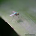 Les Insectes de l'Île de La Réunion