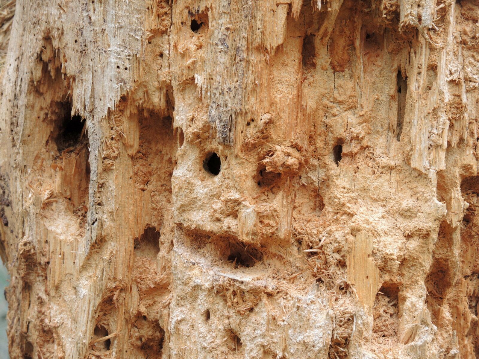Vallée des couleurs, arbre visage. (Espagne)
