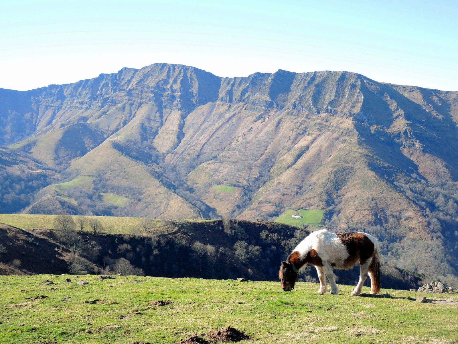 Larla, plateau intermédiaire, pottok et Iparla (64)