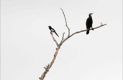 Les accros du guano