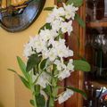 Mon chéri m'a offert cette  très Jolie  Orchidée pour mon Anniversaire, un grand merci gros bisous à toi 