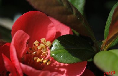 Coeur de Camélia