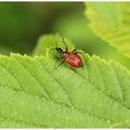 Adopère du noisetier : Adeporus coryli