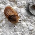 Les cassides, cousines des Coccinelles dans la classification