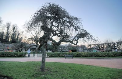arbre du parc LEBLANC