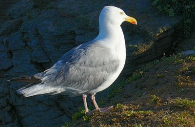 bretagne 2008  8