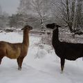 Nos lamas randonneurs