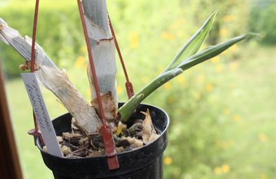 Des nouvelles du Cycnoches ... 