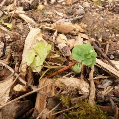 doucement, la nature se réveille...