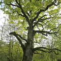 LE CHÊNE D'ARPONTOIS, UN ARBRE FORESTIER BIEN DISCRET ENTRE XIROCOURT ET BRALLEVILLE. 26 octobre 2022.