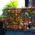 Une vigne vierge en pot