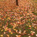 j-aime-l-automne-et-je-vous-le-fais-savoir !!!